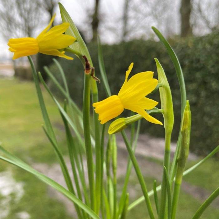 Narcissus 'Little Emma' plant