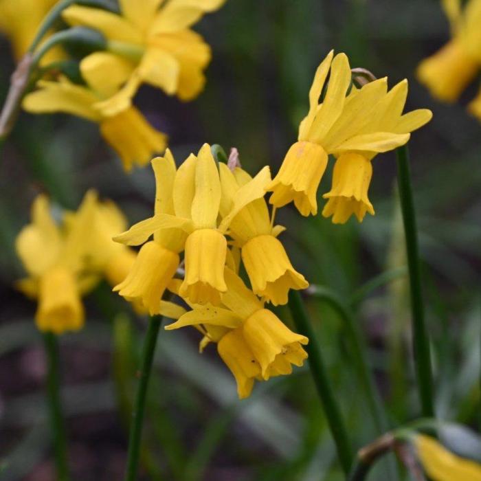 Narcissus 'Little Emma' plant