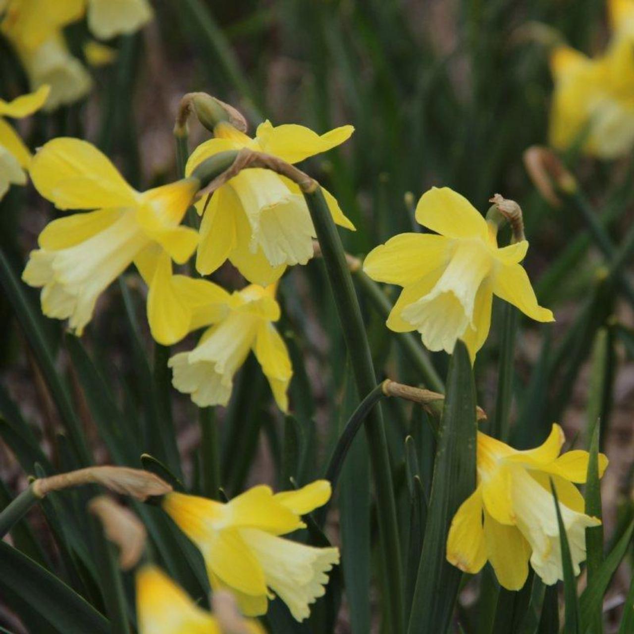 Narcissus 'Little Spell' plant