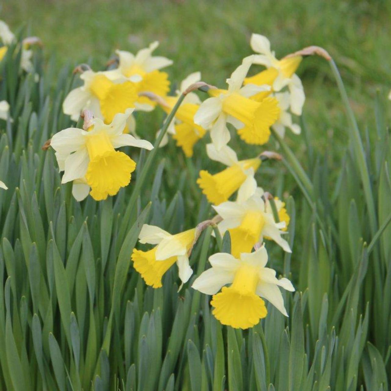 Narcissus lobularis plant