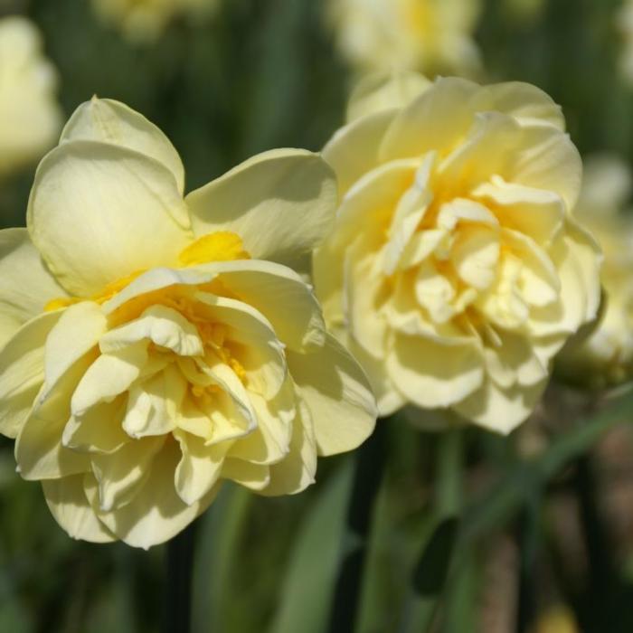 Narcissus 'Manly' plant