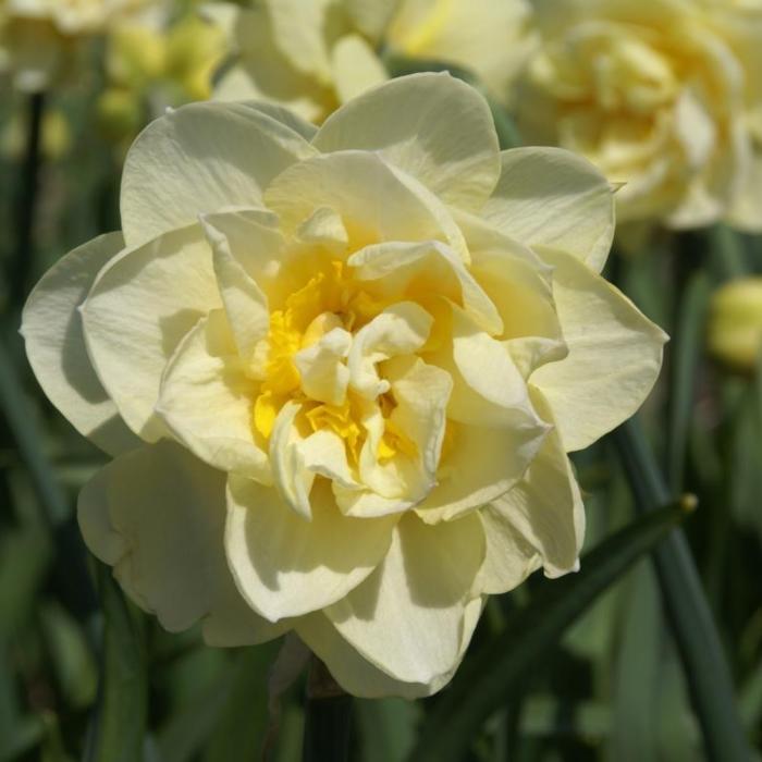 Narcissus 'Manly' plant