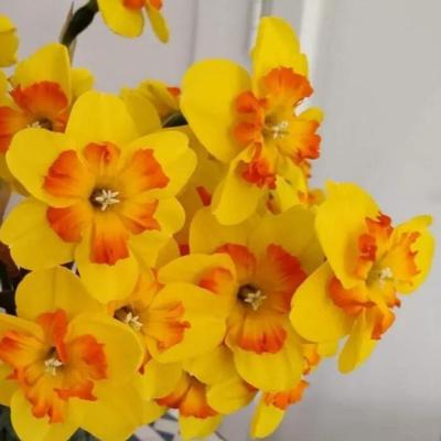 narcissus-marion-pearce