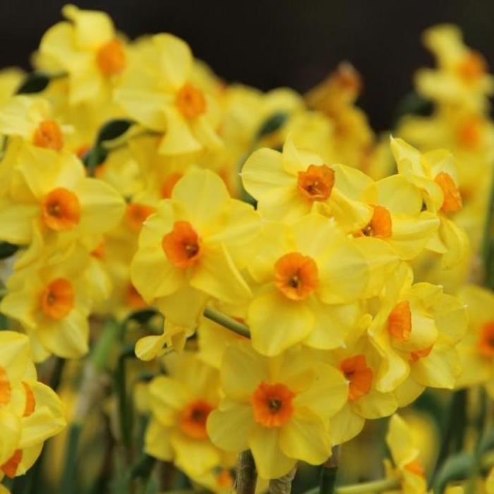 Narcissus 'Martinette' plant