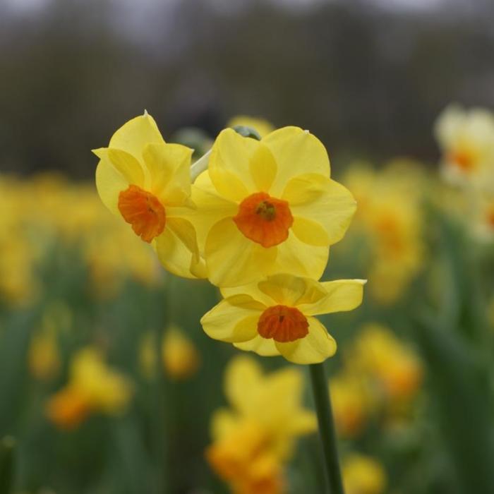 Narcissus 'Martinette' plant