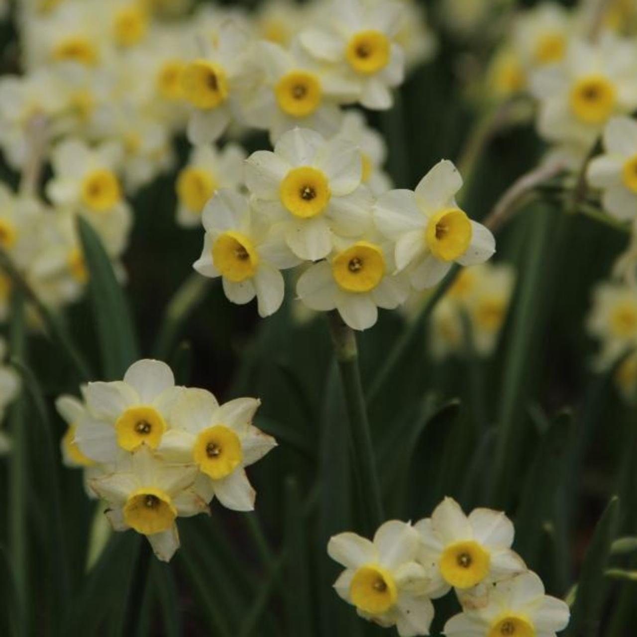 Narcissus 'Minnow' plant