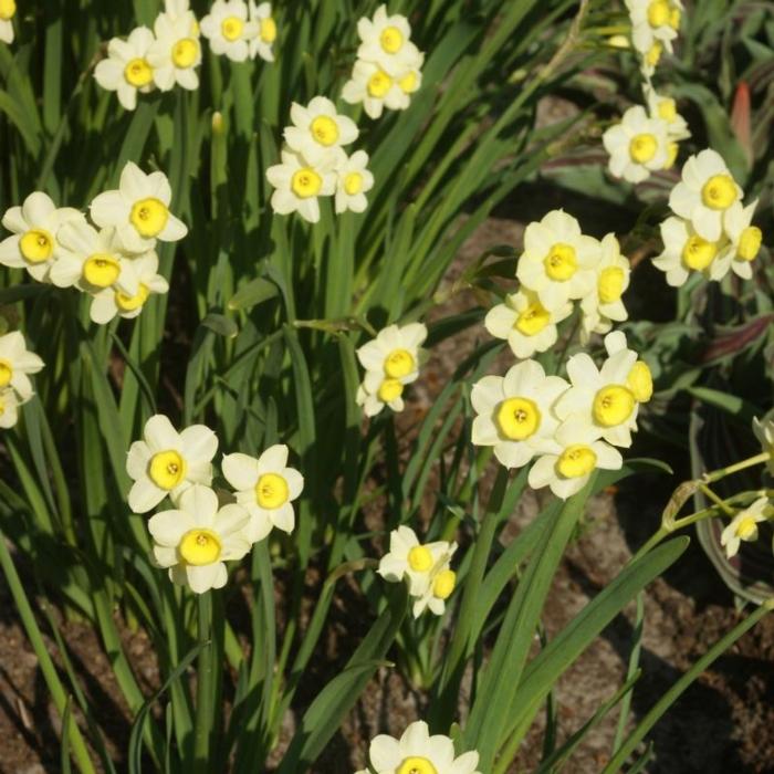 Narcissus 'Minnow' plant