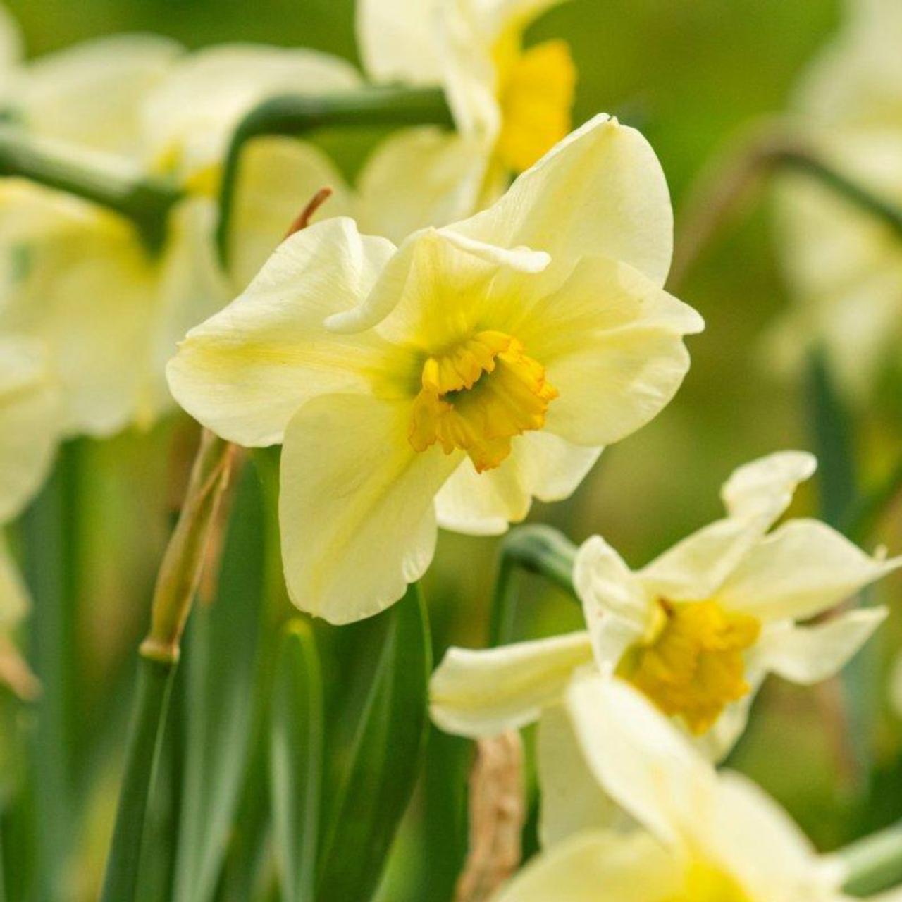 Narcissus 'Mint Julep'  plant