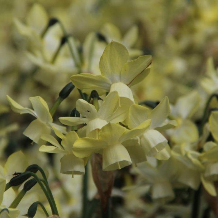 Narcissus 'Moonlight Sensation' plant