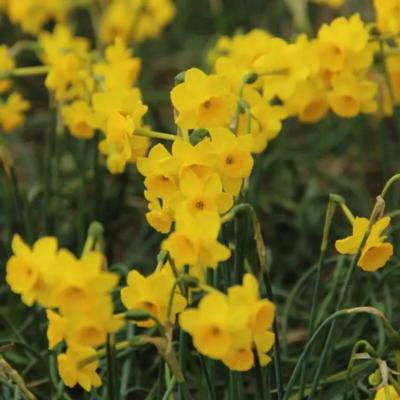 narcissus-more-and-more