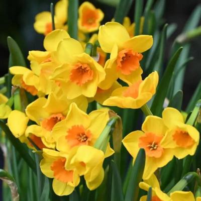 narcissus-morning-blaze