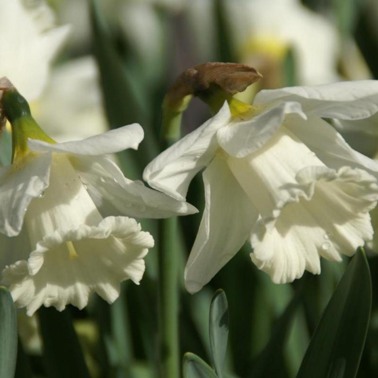 Narcissus 'Mount Hood' plant