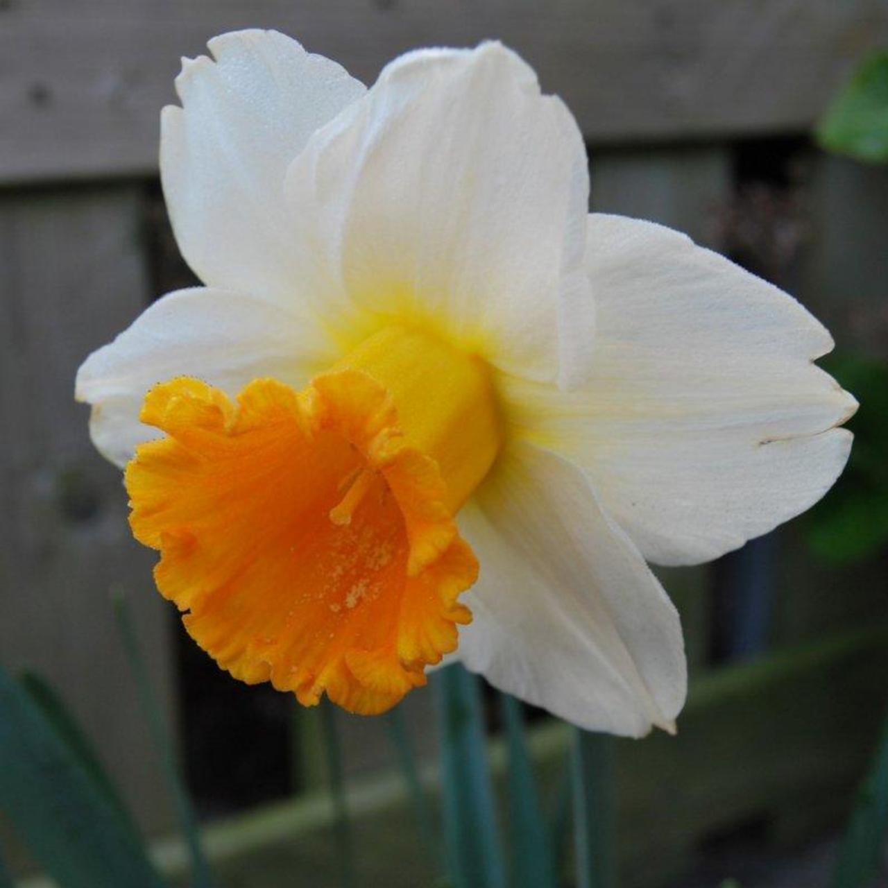 Narcissus 'Orange Sunset' plant