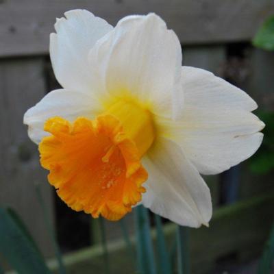 narcissus-orange-sunset