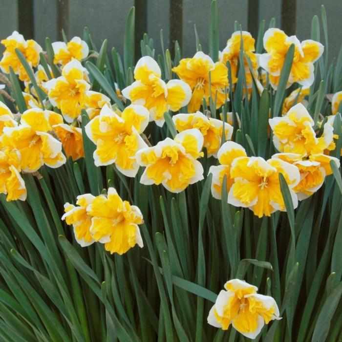 Narcissus 'Orangery' plant