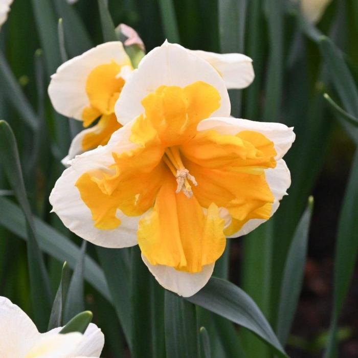 Narcissus 'Orangery' plant