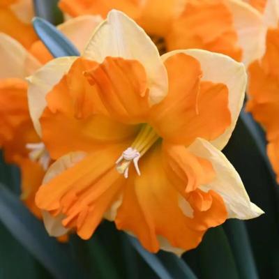 narcissus-outright-orange