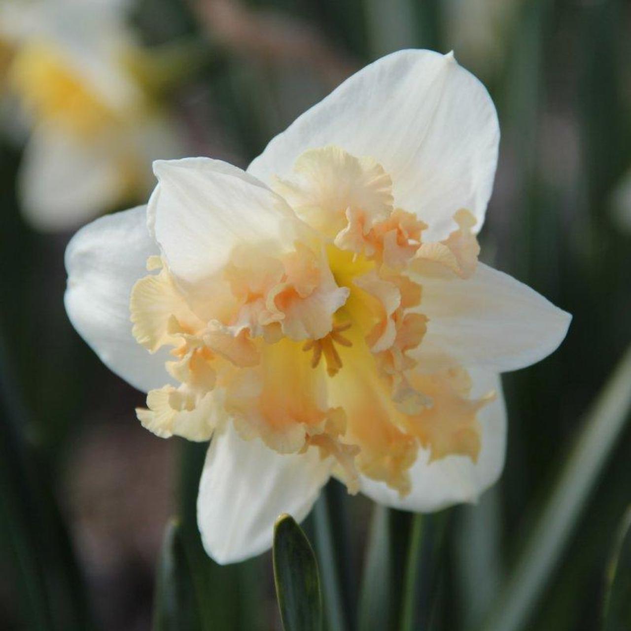 Narcissus 'Palmares' plant