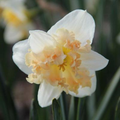 narcissus-palmares