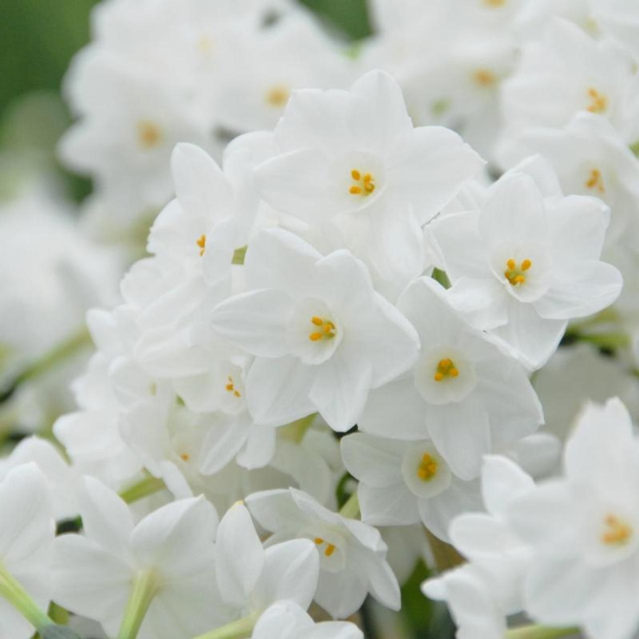 Narcissus 'Paperwhite Inbal'  plant