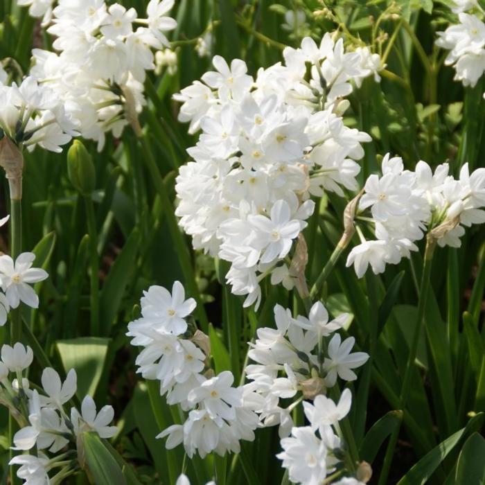 Narcissus 'Paperwhite Ziva'  plant