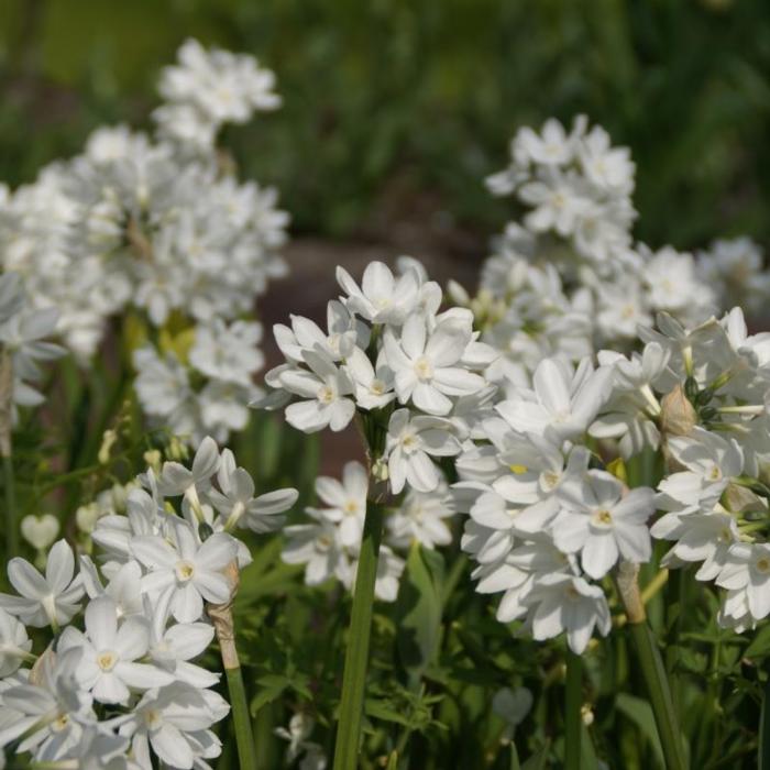 Narcissus 'Paperwhite Ziva'  plant