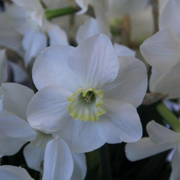 Narcissus 'Park Springs' plant