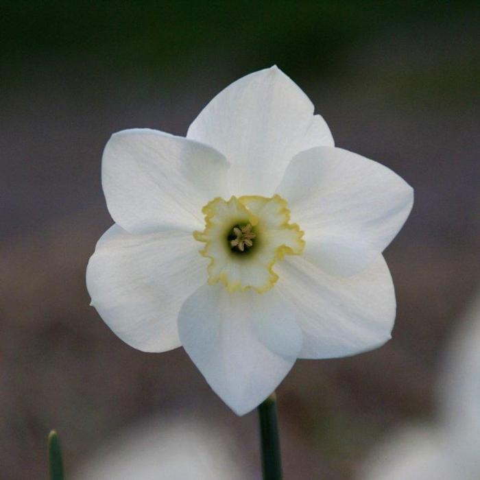 Narcissus 'Park Springs' plant