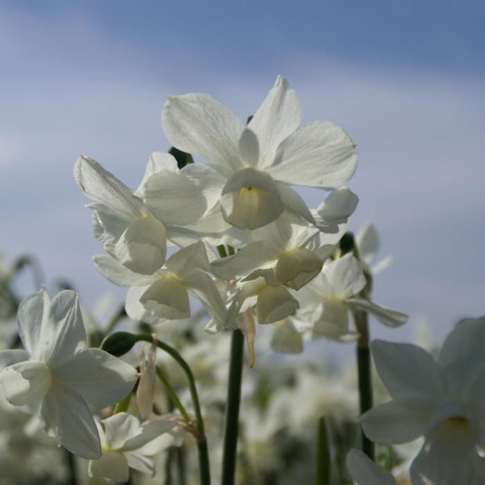 Narcissus 'Petrel' plant