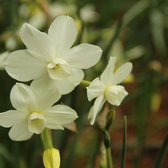 Narcissus 'Petrel' plant