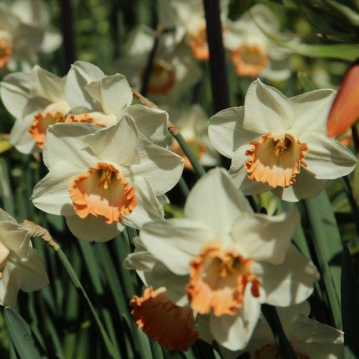 Narcissus 'Pink Charm' plant