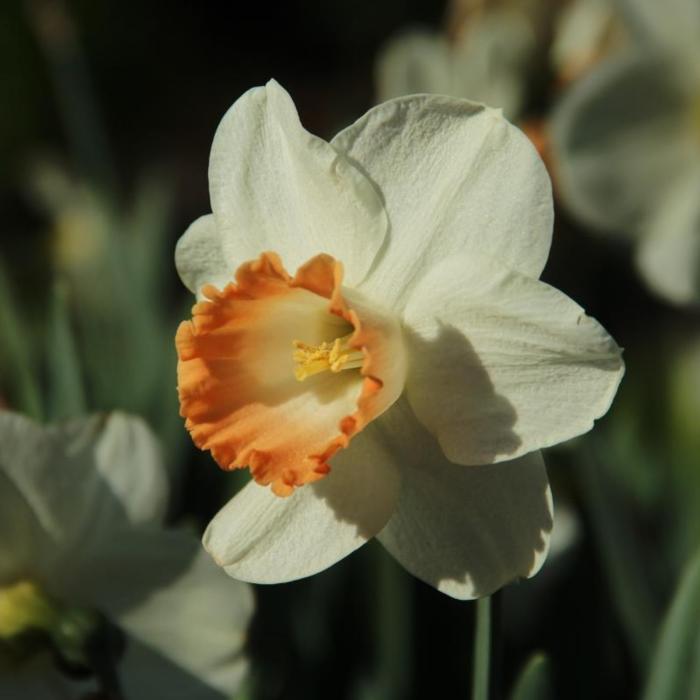 Narcissus 'Pink Charm' plant
