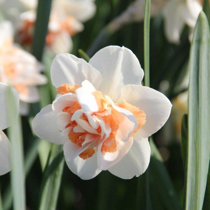 Narcissus 'Pink Paradise' plant