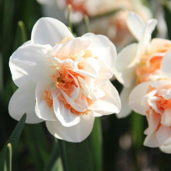 Narcissus 'Pink Paradise' plant