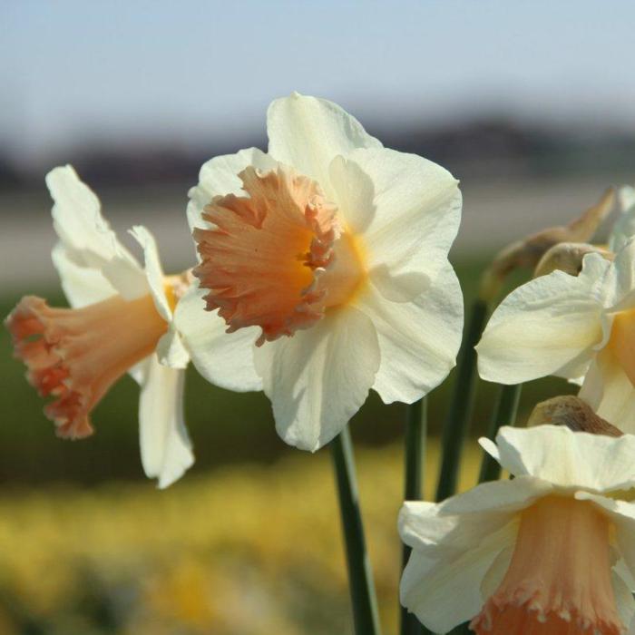 Narcissus 'Pink Parasol' plant
