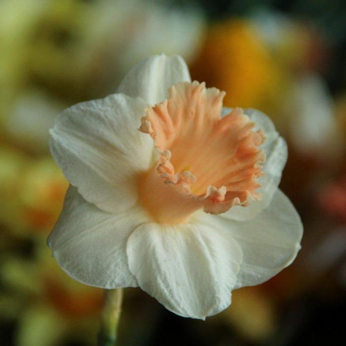 Narcissus 'Pink Parasol' plant