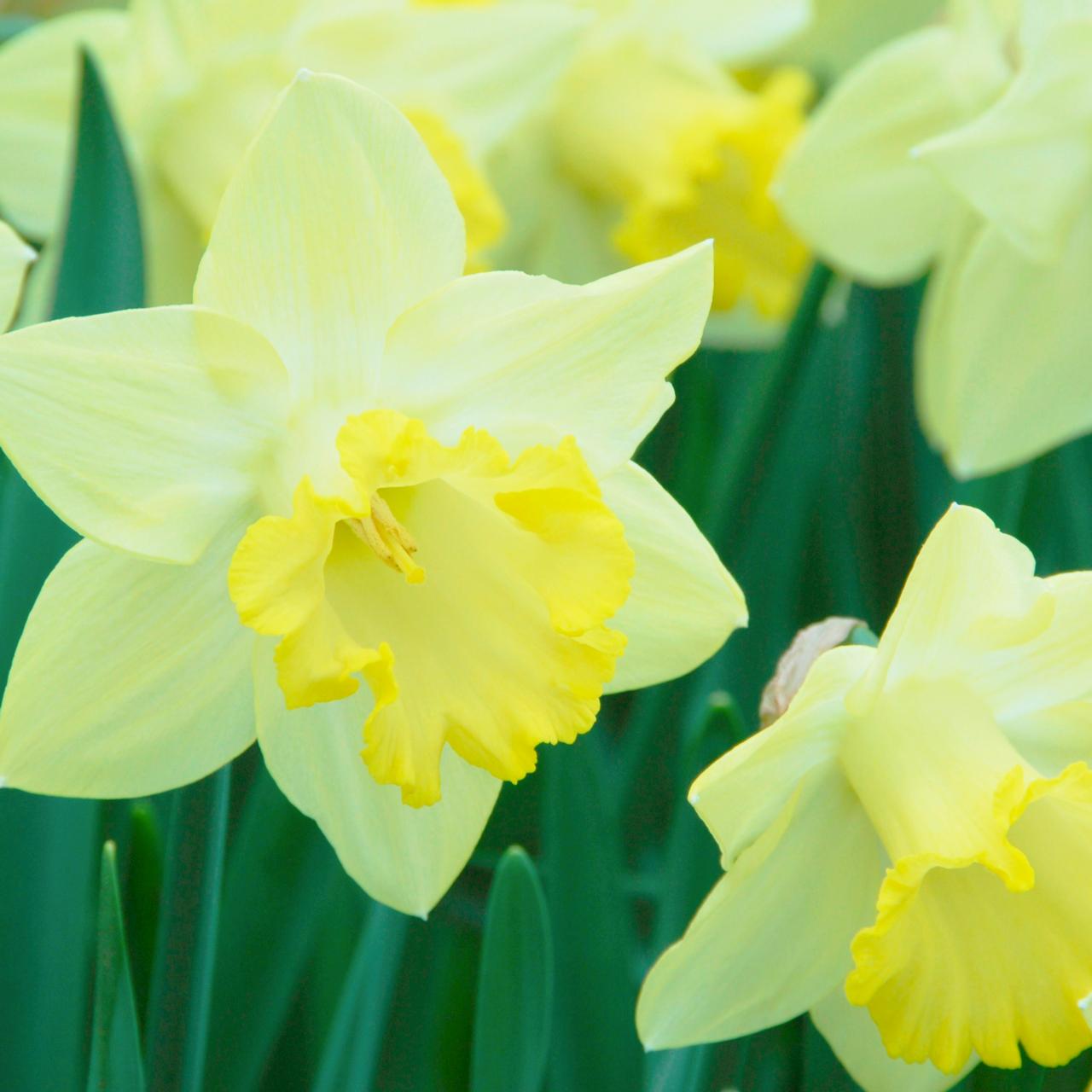 Narcissus 'Pistachio' plant