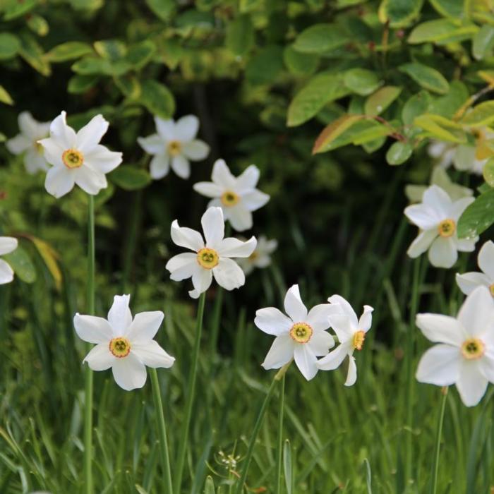Narcissus poeticus var. recurvus plant