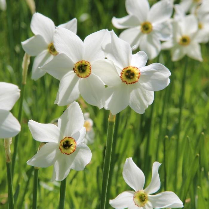 Narcissus poeticus var. recurvus plant