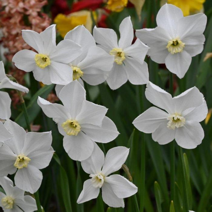 Narcissus 'Polar Ice' plant