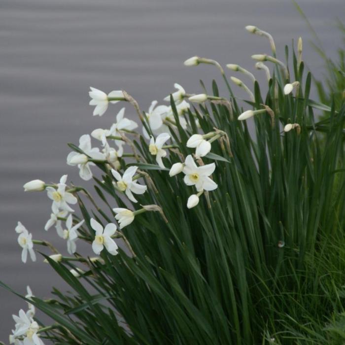 Narcissus 'Polar Ice' plant