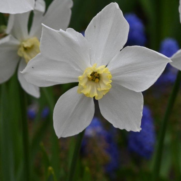 Narcissus 'Polar Ice' plant