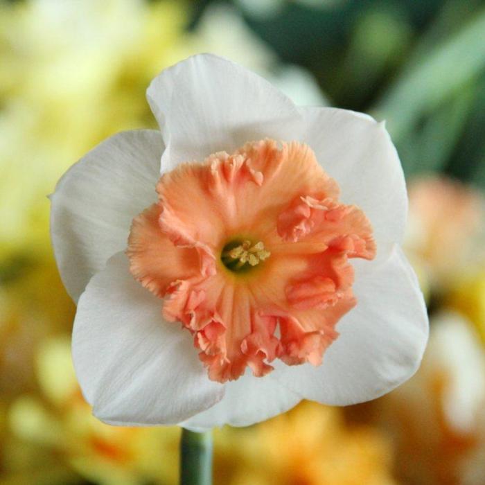 Narcissus 'Precocious' plant