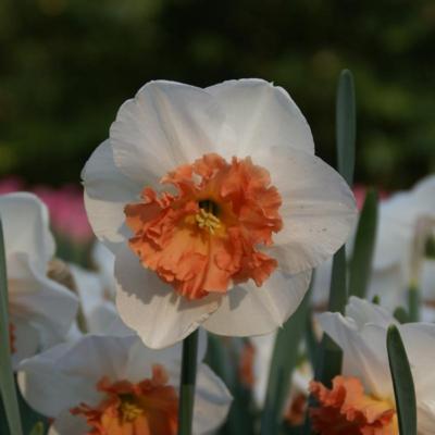 narcissus-precocious