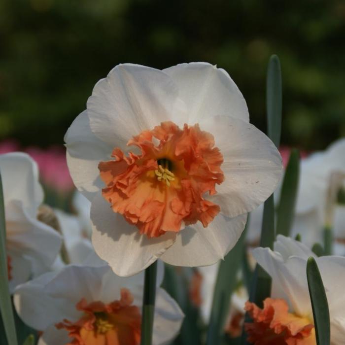 Narcissus 'Precocious' plant