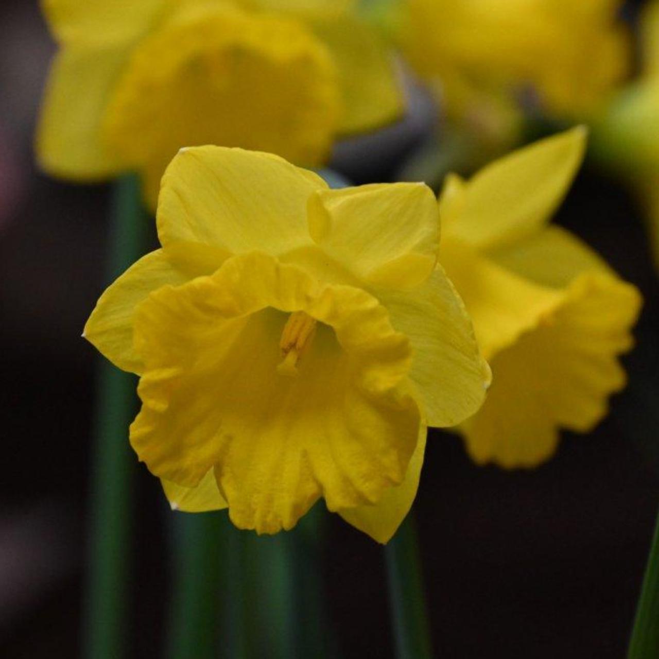 Narcissus pseudonarcissus subsp. obvallaris plant