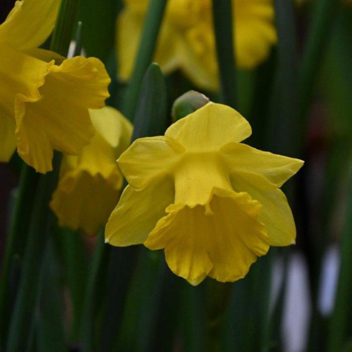 Narcissus pseudonarcissus subsp. obvallaris plant