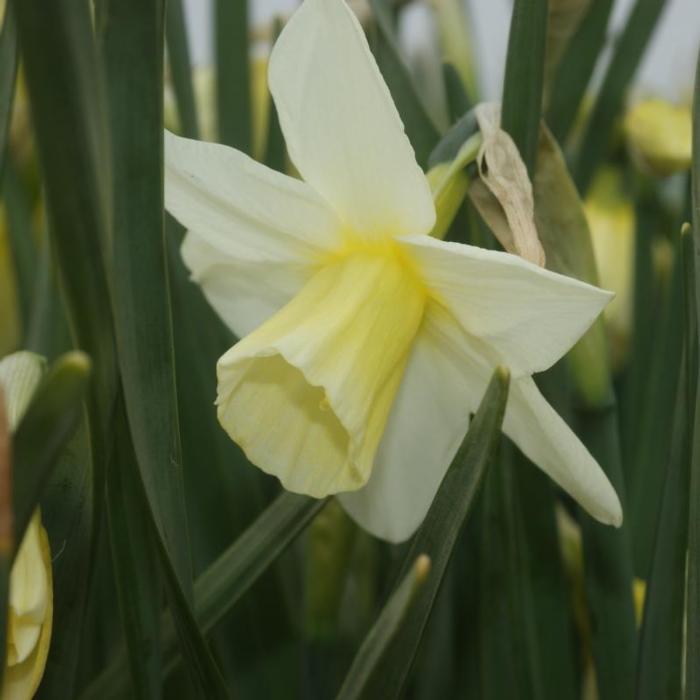 Narcissus 'Pueblo' plant