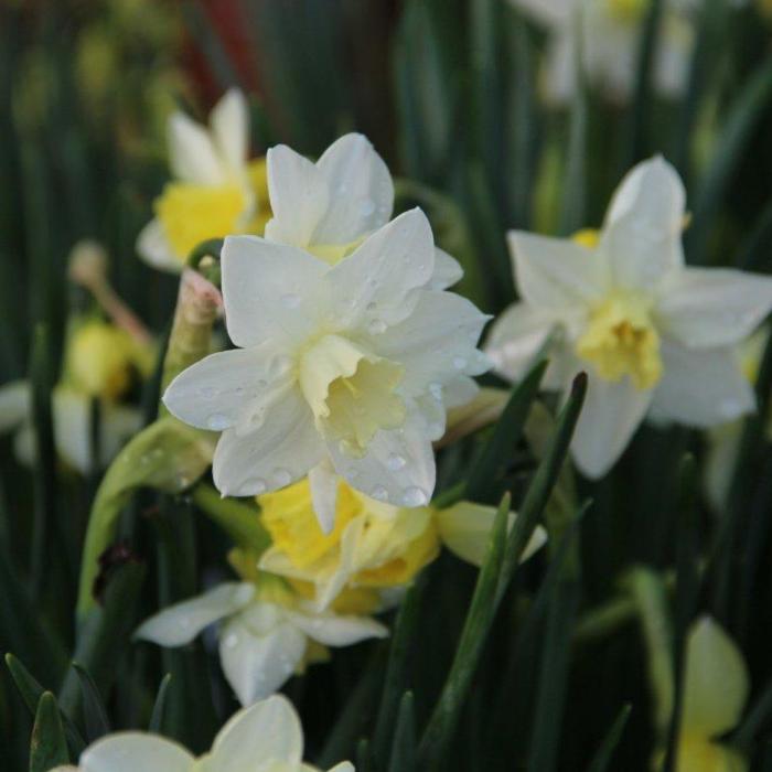Narcissus 'Pueblo' plant