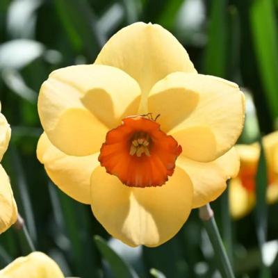 narcissus-pumpkin-spice